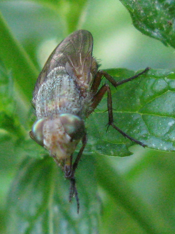 Rhyncomya sp  (Calliphoridae)